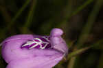 Thickleaf waterwillow